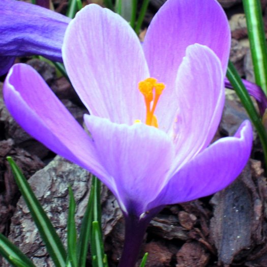 Crocus vernus